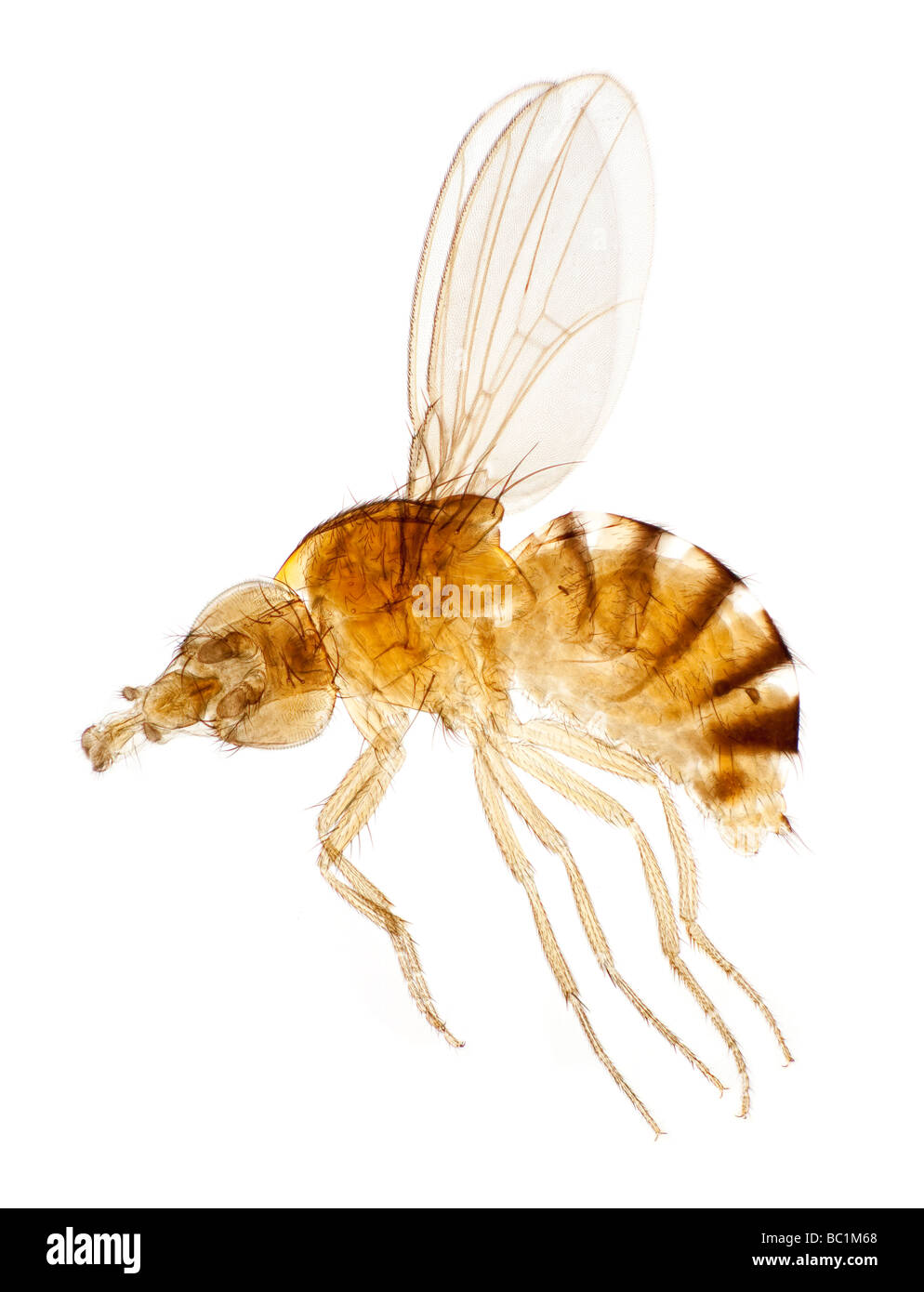 Le Livre blanc de la drosophile ou mouche du vinaigre aux yeux bleus fruit fly, fond clair photomicrographie Banque D'Images