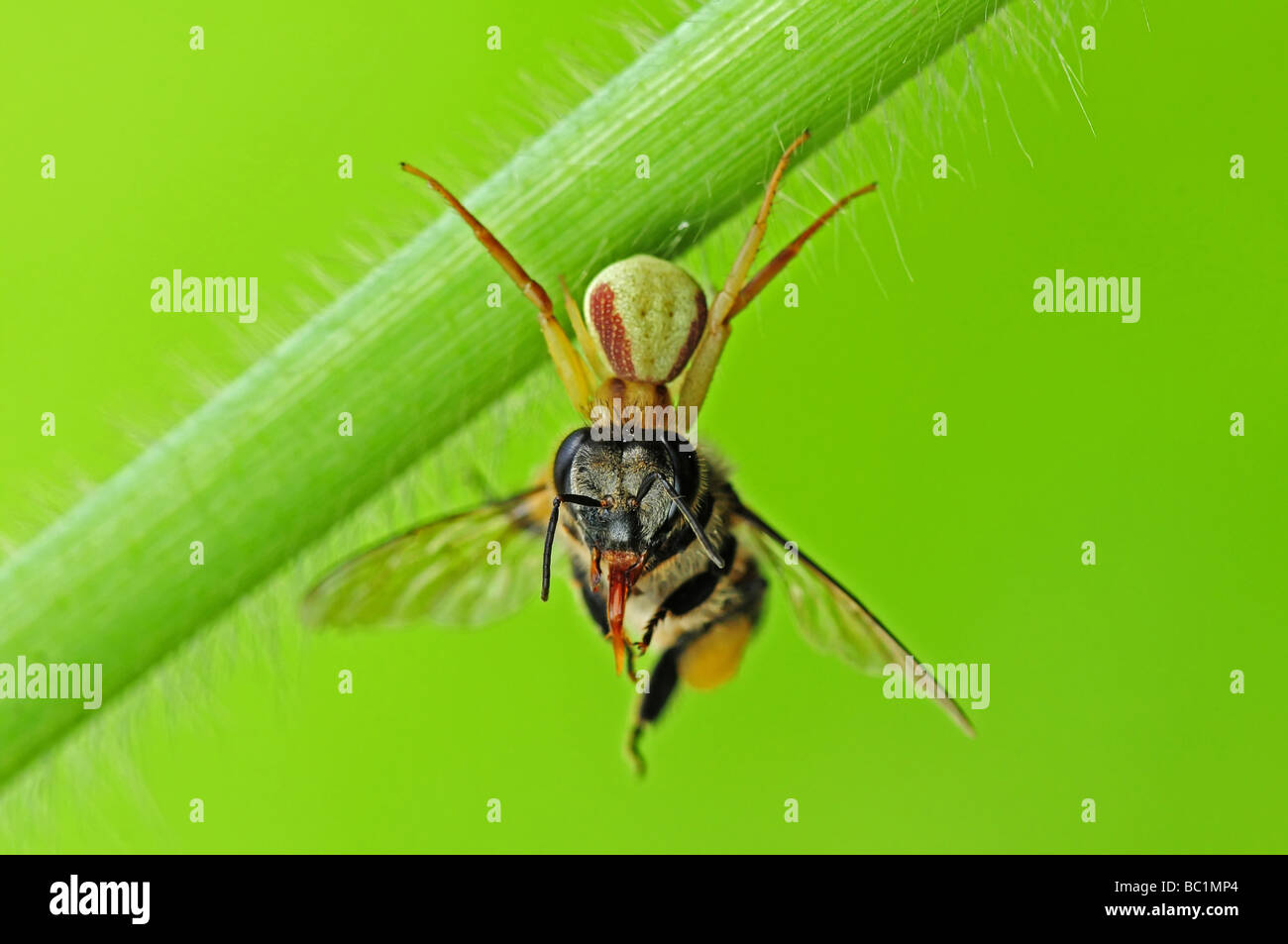 Araignée crabe mangeant une abeille Banque D'Images