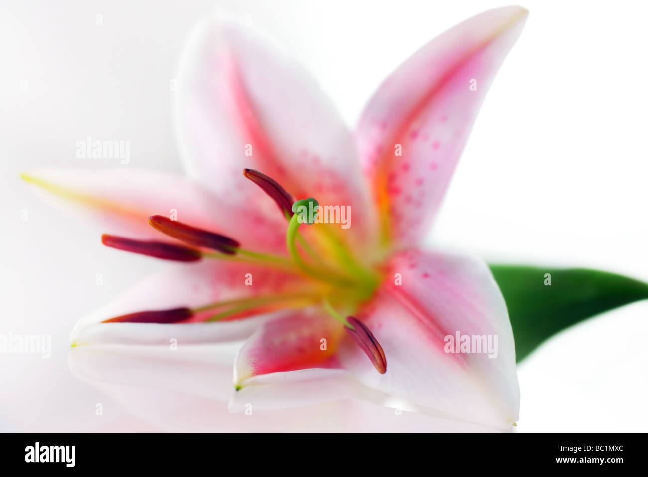 Belle Lily rose Banque D'Images