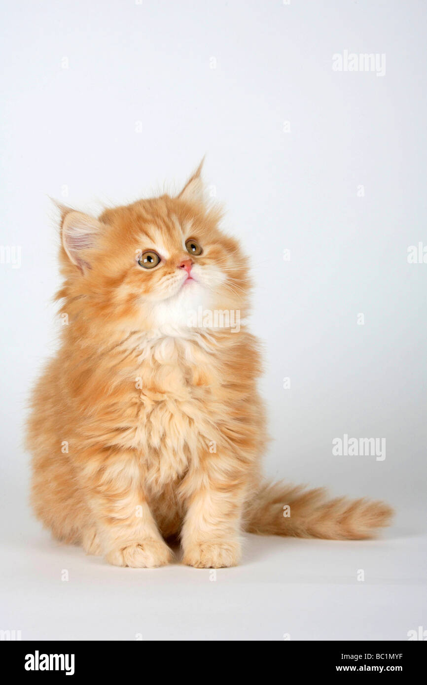 British Longhair chat chaton 8 semaines red tabby Highlander Lowlander britannique Banque D'Images