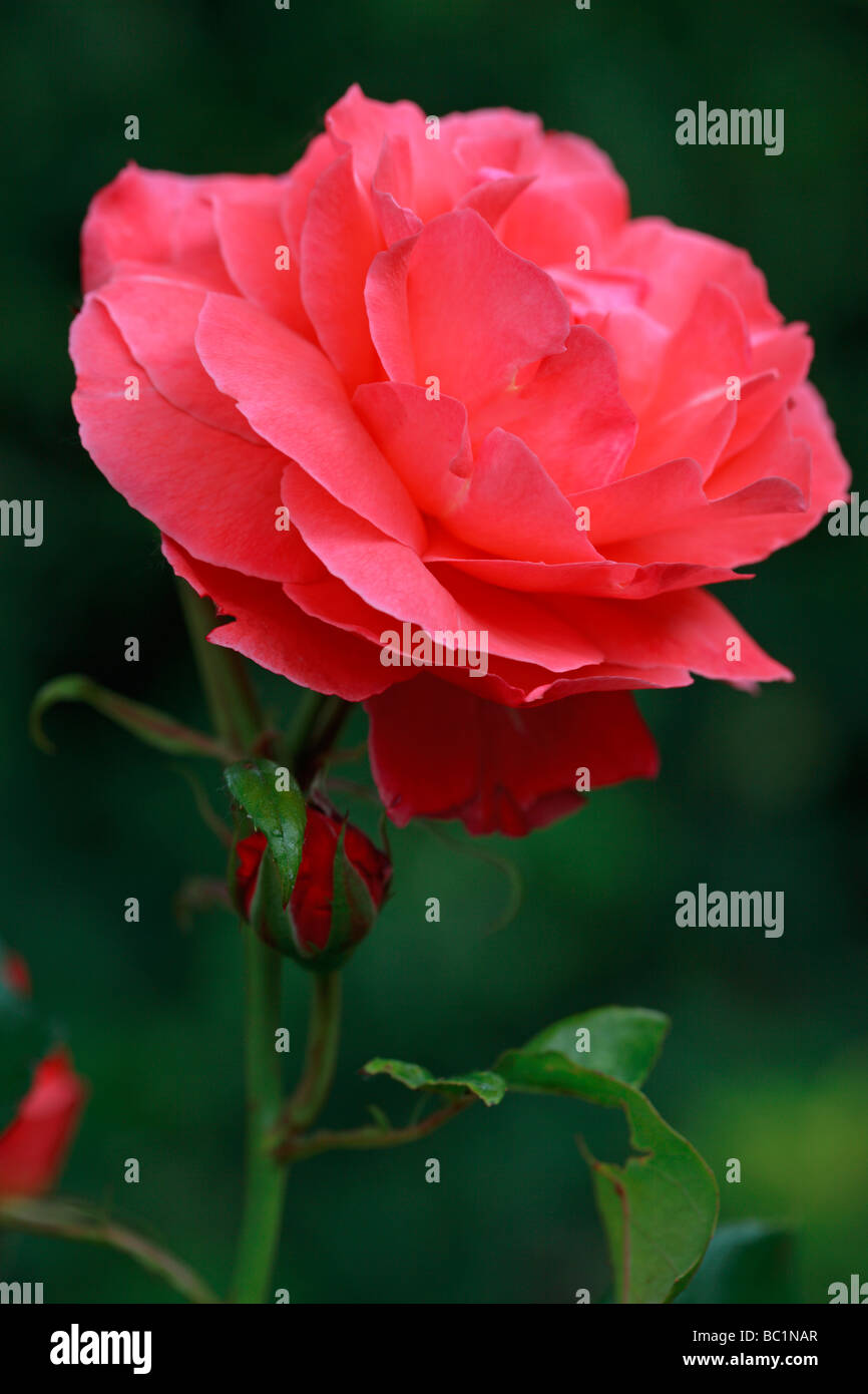 Une seule belle rose rouge Banque D'Images