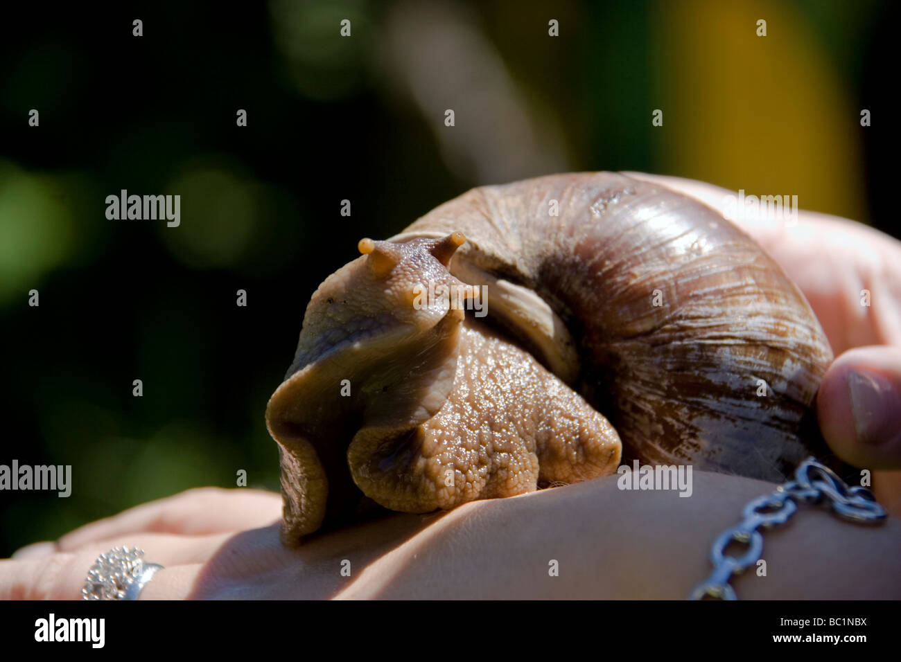 L'Escargot africain géant Banque D'Images