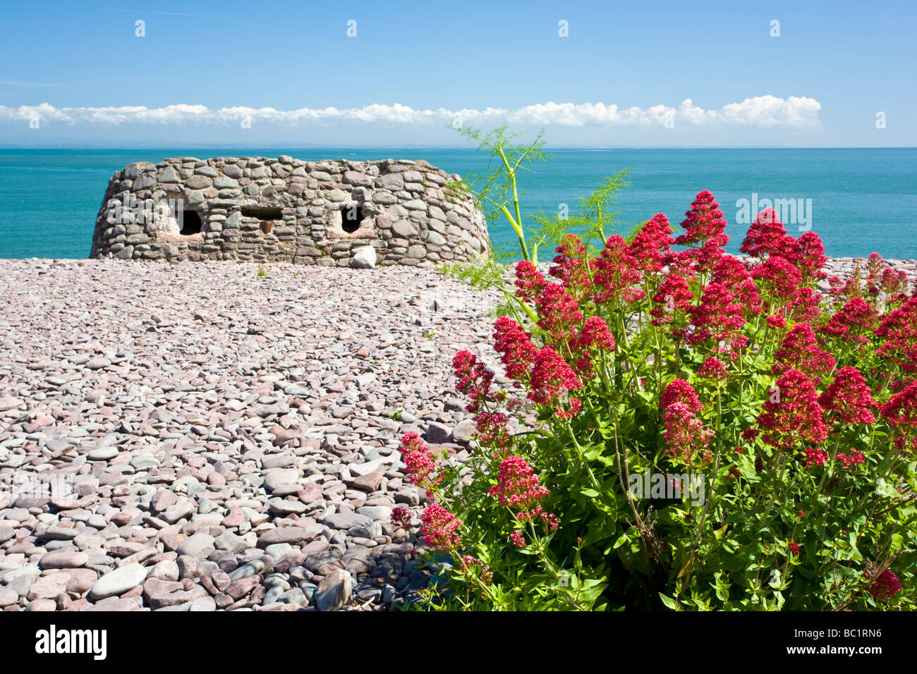 La valériane sauvage sur la plage de Porlock Weir Somerset England UK Banque D'Images