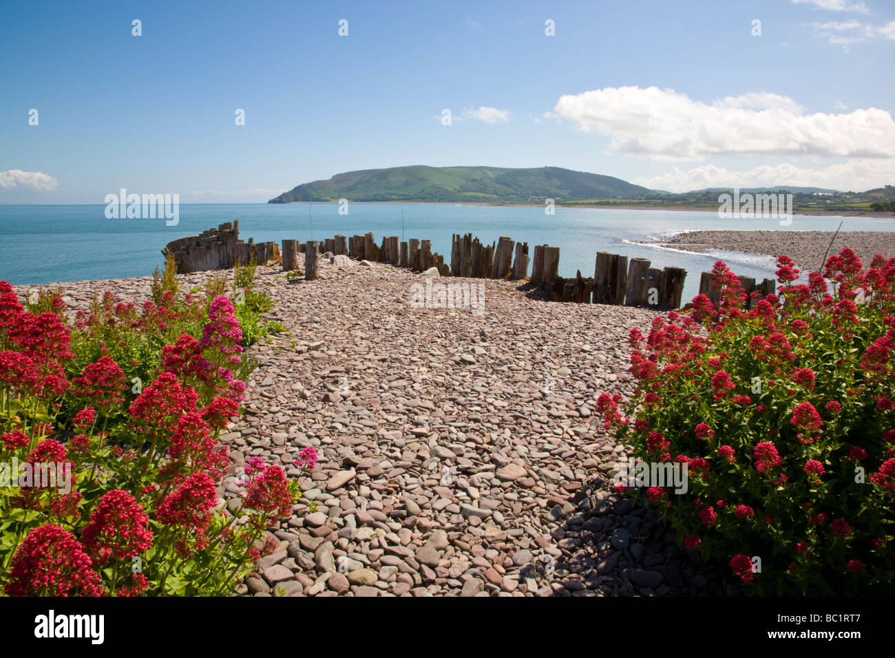 La valériane sauvage sur la plage de Porlock Weir Somerset England UK Banque D'Images