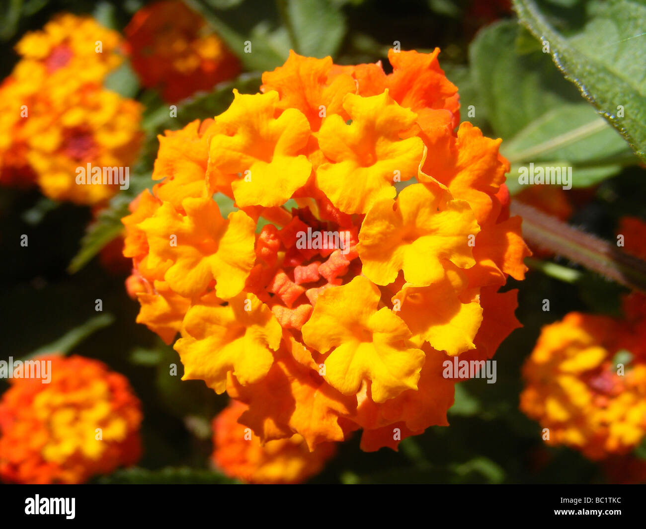 'Spanish' Drapeau Lantana ou arbuste Verveine, Javea / Xabia, Province d'Alicante, Communauté Valencienne, Espagne Banque D'Images