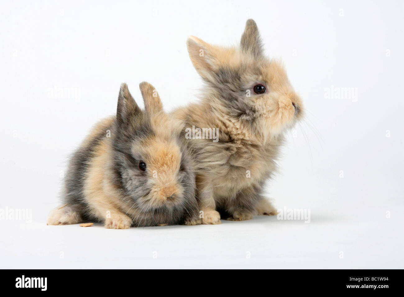 Les Jeunes lapins nains à crinière de lion lapin domestique Banque D'Images