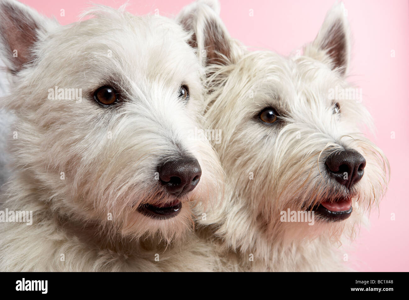 Deux chiens de Terrier West Highland dans Studio Banque D'Images