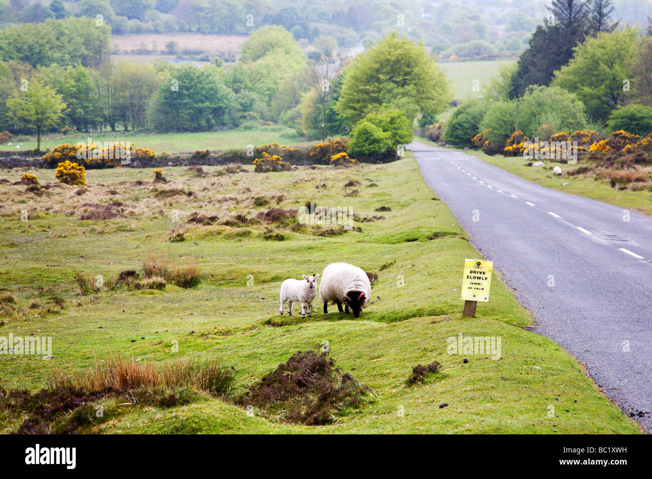 Brebis et Agneau près de conduire lentement agneaux on road sign Dartmoor Engla Banque D'Images