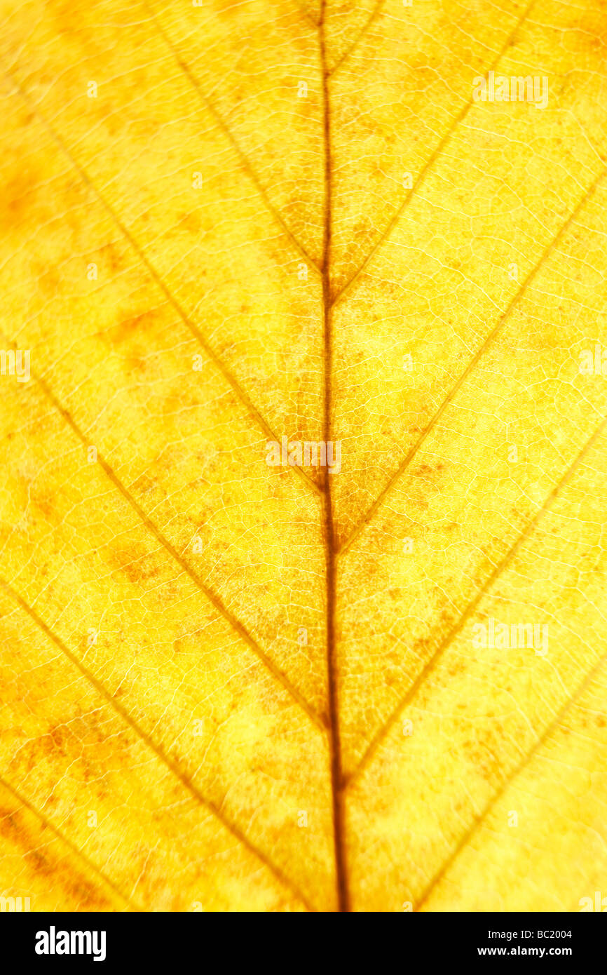 Close Up montrant le détail de feuille d'automne Banque D'Images