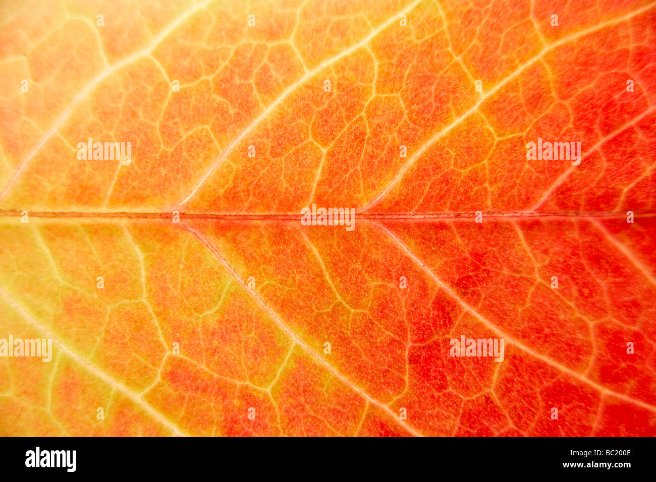 Close Up montrant le détail de feuille d'automne Banque D'Images