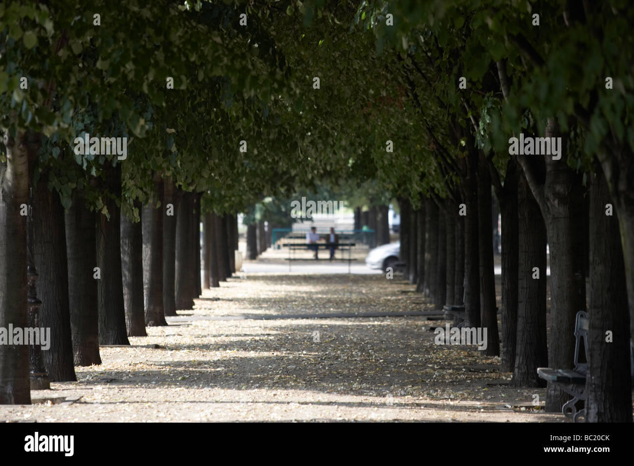 Boulevard bordé d'arbres,Paris,France Banque D'Images