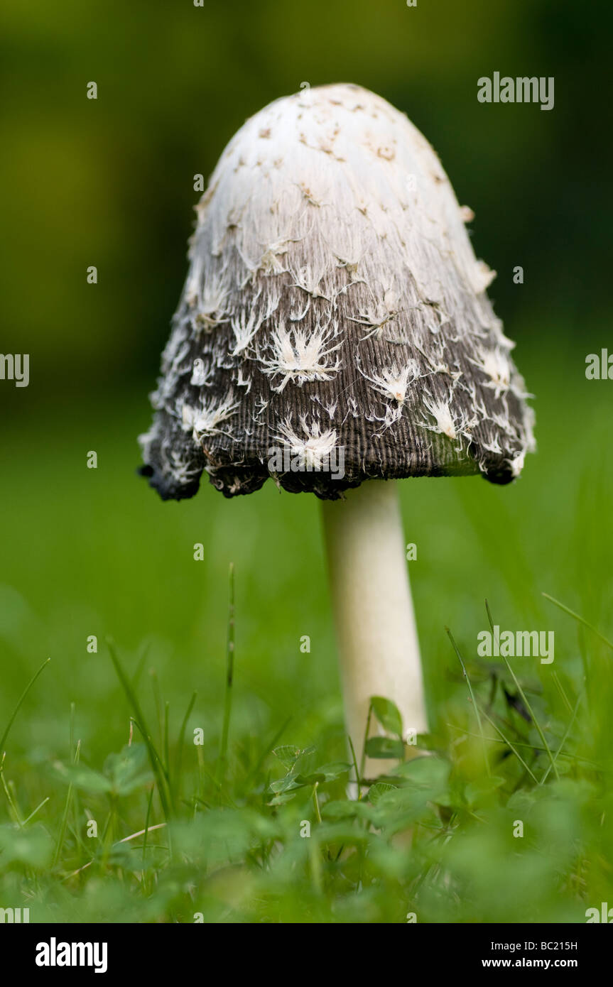 Inkcap hirsute, champignon Coprinus comatus Banque D'Images