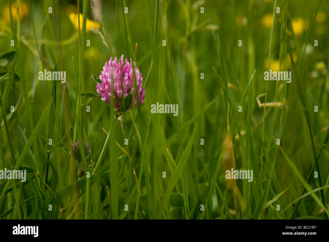 Le trèfle et d'autres fleurs de prairie dans un hay meadow dans Swaledale. Banque D'Images