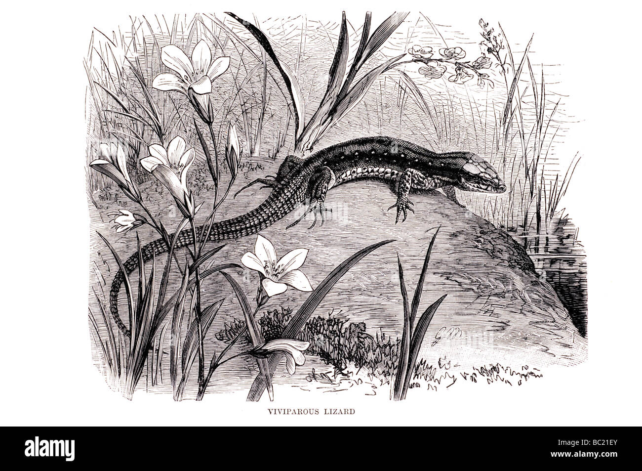 Lézard vivipare Banque D'Images