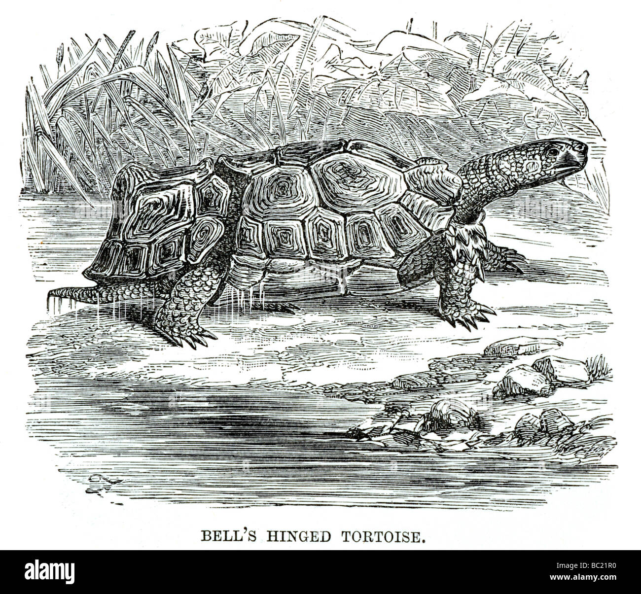 Bell : une tortue articulée Banque D'Images