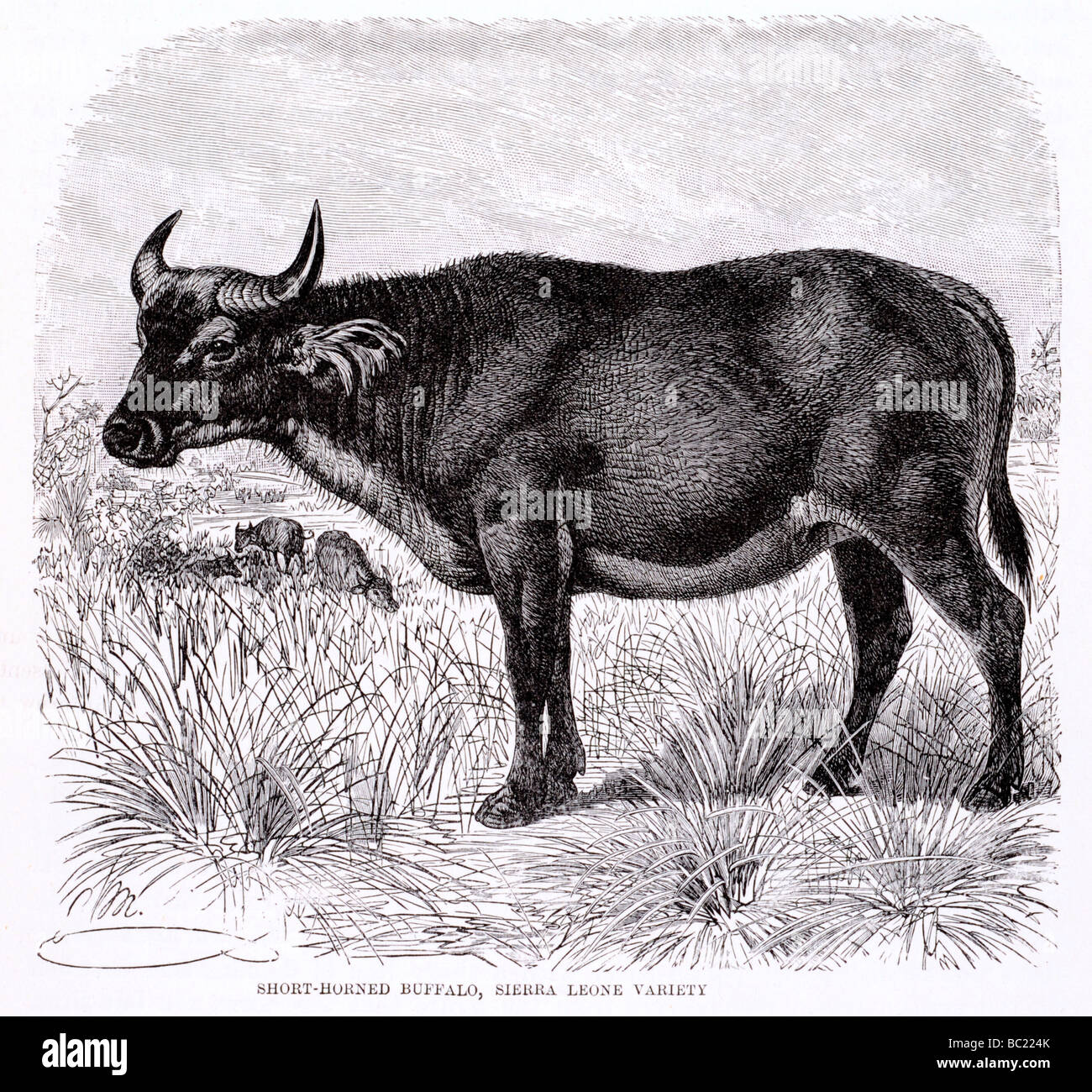 Court-horned buffalo sierra leone variété Banque D'Images