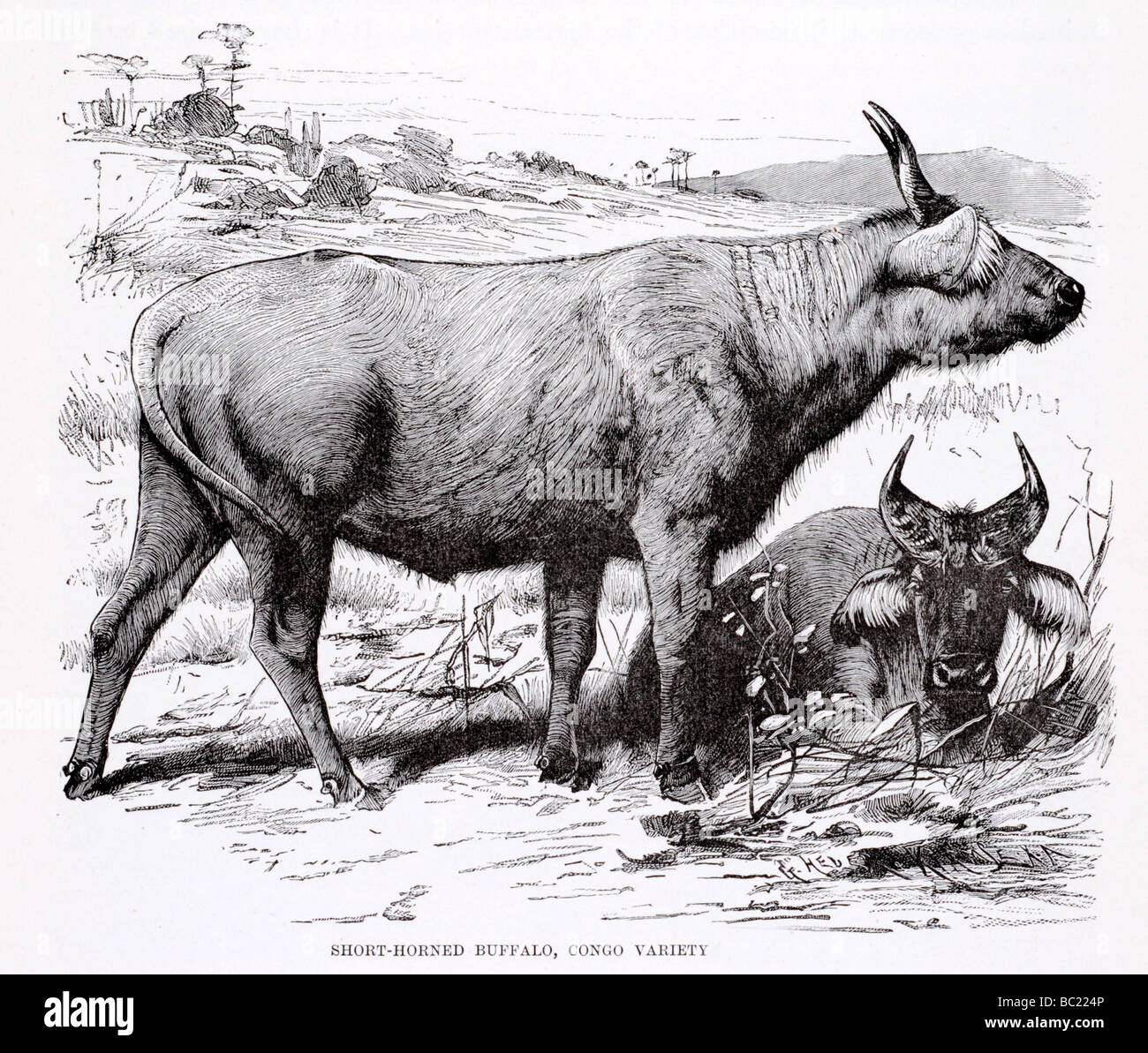 Court-horned buffalo congo variété Banque D'Images