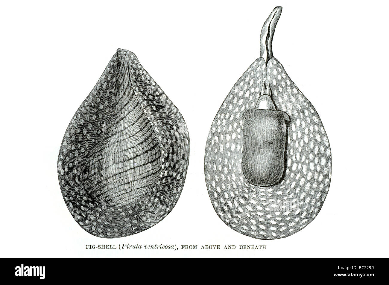 Fig pirula shell ventricosa de ci-dessus et au-dessous Banque D'Images