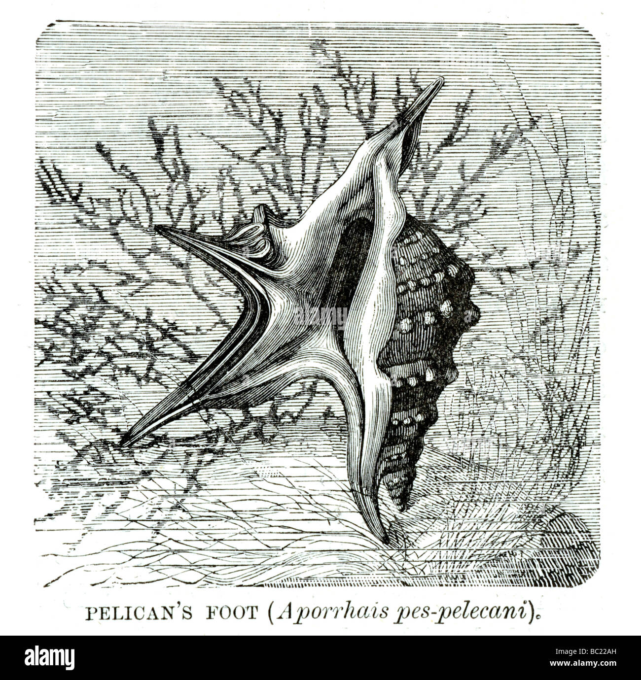 Pelicans foot shell Banque de photographies et d’images à haute ...