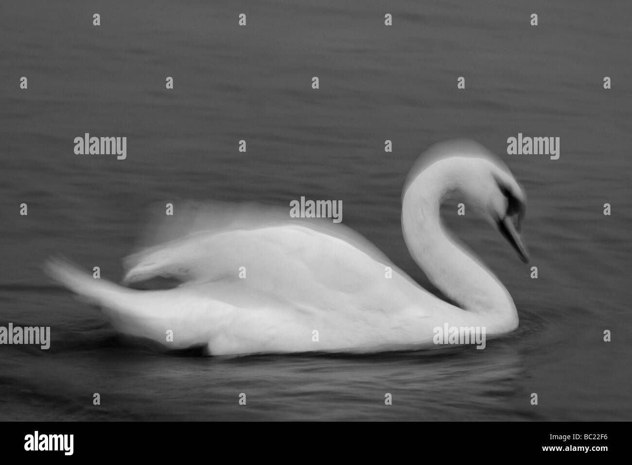 Un Cygne tuberculé Cygnus olor Banque D'Images