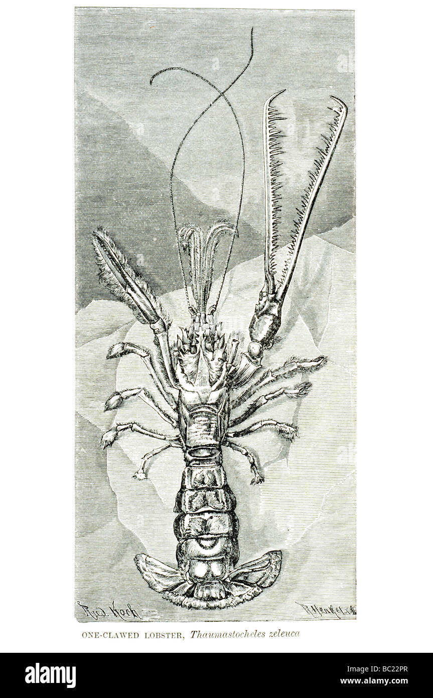Un thamastocheles zeleuca homard griffus Banque D'Images