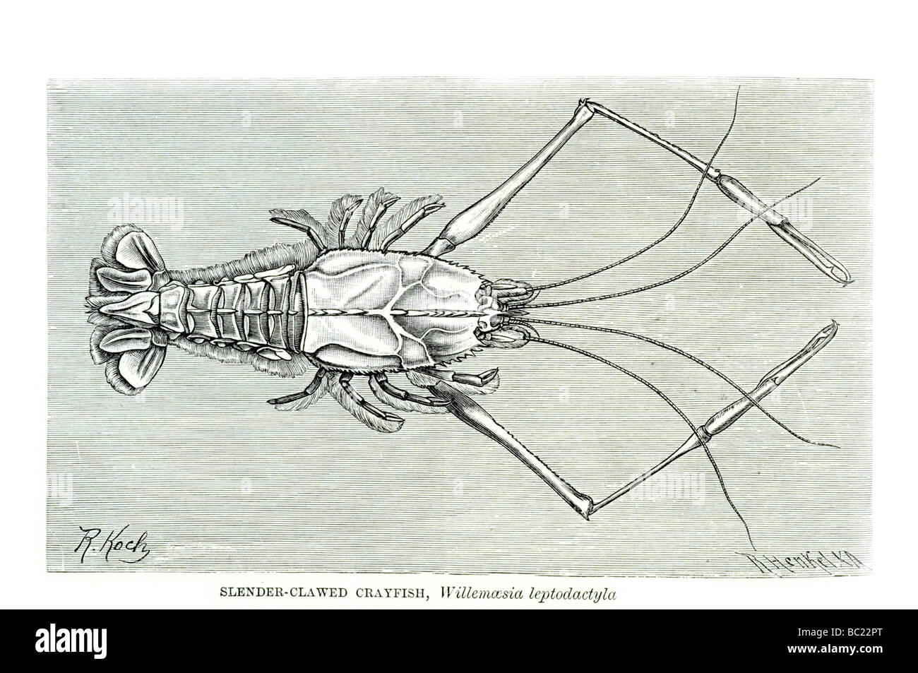 Willemoesia leptodactyla écrevisses griffus mince Banque D'Images