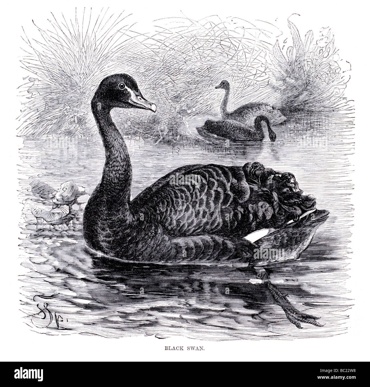 Black Swan Banque D'Images