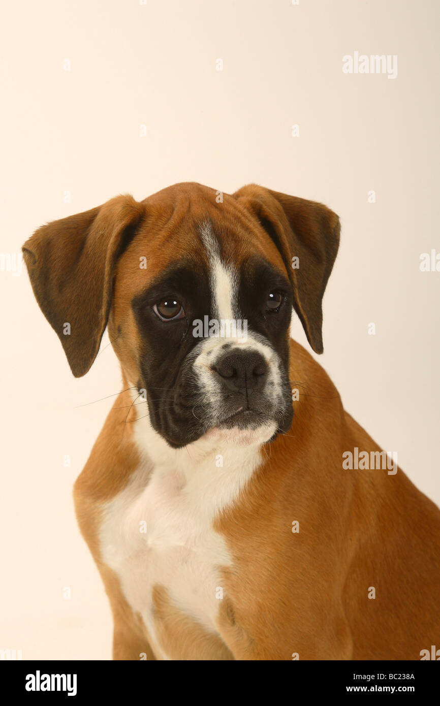 Boxer Puppy Banque D Image Et Photos Alamy