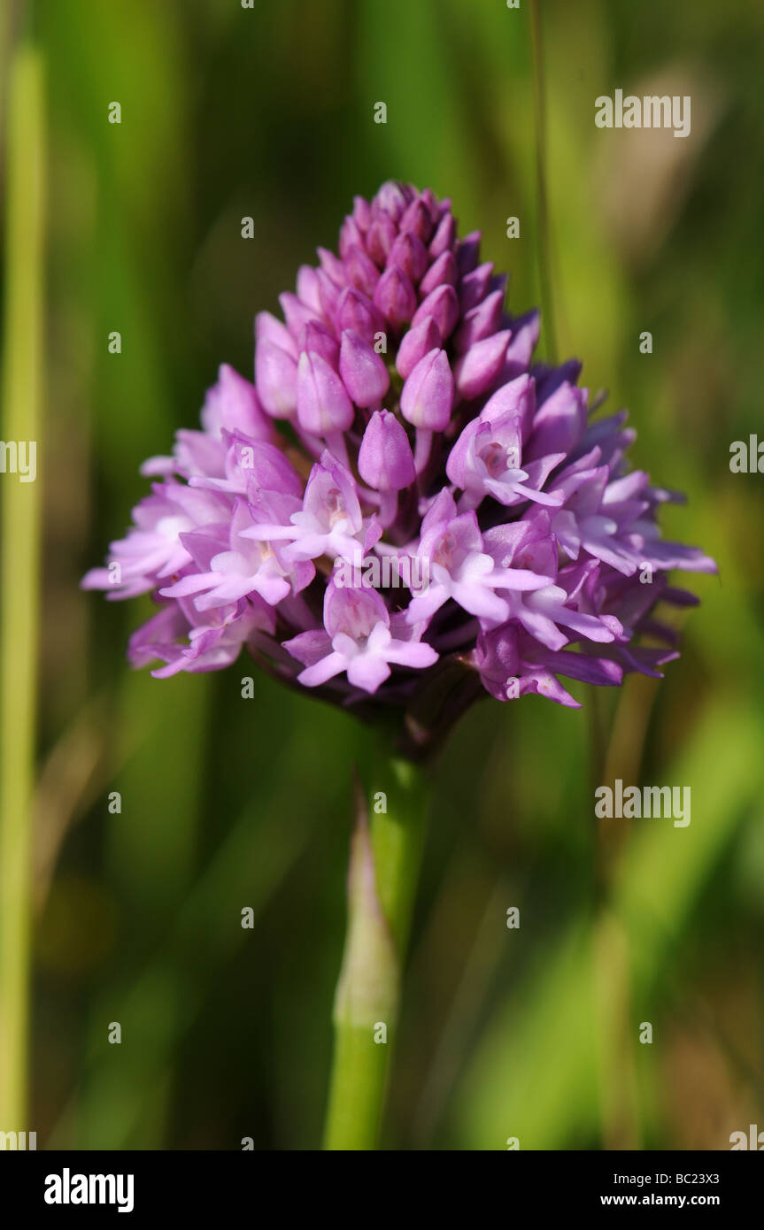 Anacamptis pyramidalis (orchidée pyramidale) Banque D'Images