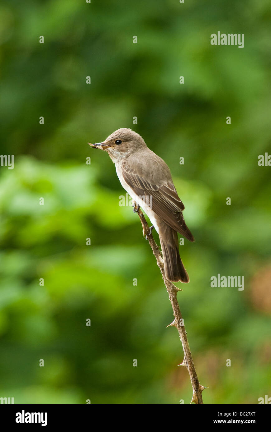 Spotted Flycatcher (Muscicapa striata) Banque D'Images