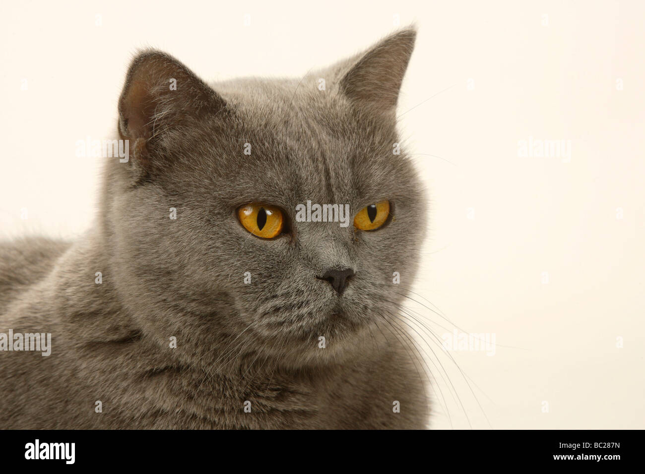 British Shorthair Blue Cat Banque D'Images