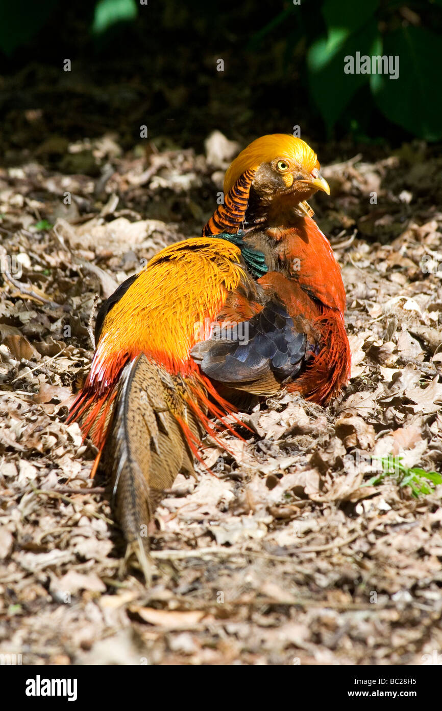 Faisan Dore Oiseau Angleterre Photo Stock Alamy Faisan Dore Oiseau Angleterre Photo Stock Alamy