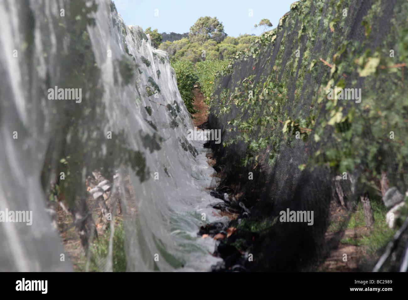 Vignes couvert de filet pour protéger les raisins des oiseaux dans la région de Margaret River en Australie de l'Ouest Banque D'Images