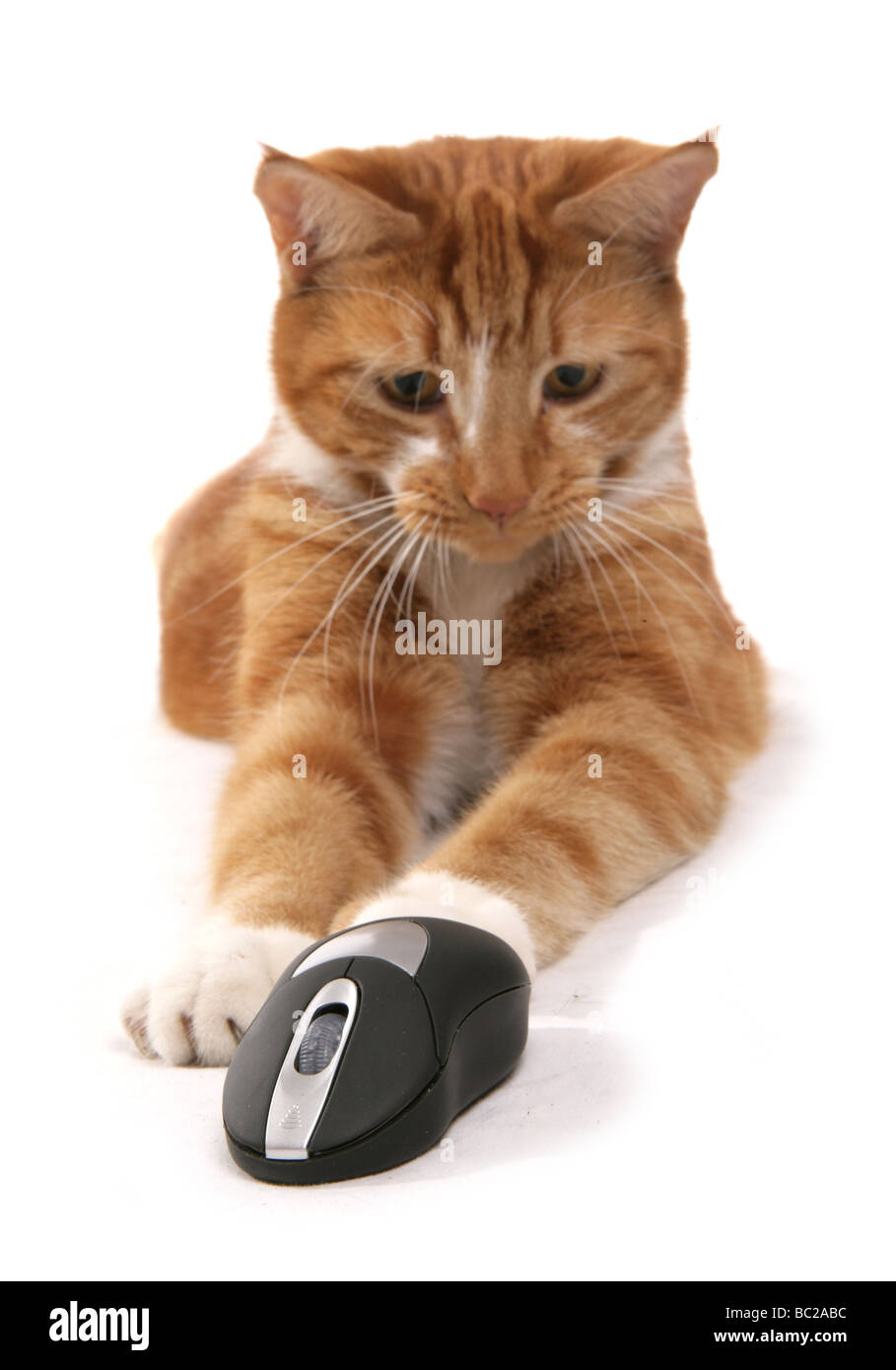 Le gingembre cat traque une souris d'ordinateur studio portrait Banque D'Images