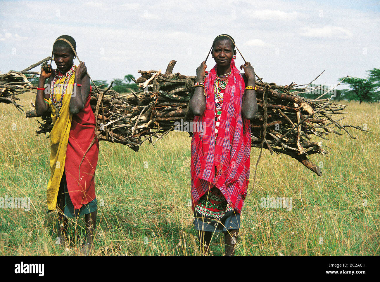 Masaï transporter le bois des plaines Aitong près de Masai Mara National Reserve Kenya Afrique de l'Est Banque D'Images