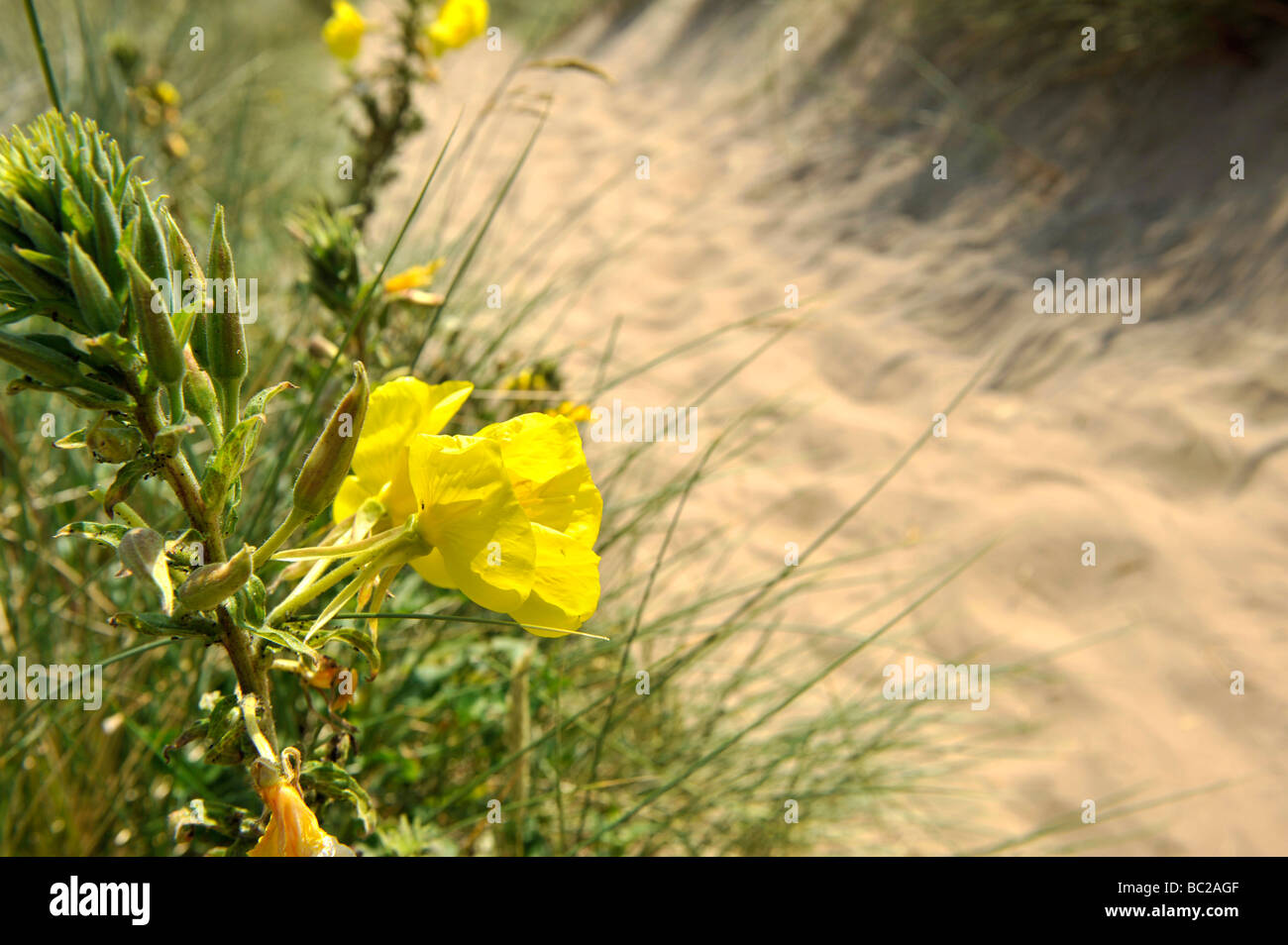 Fleurs Jaune Près De Dunes De Sable Sur La Côte Britannique