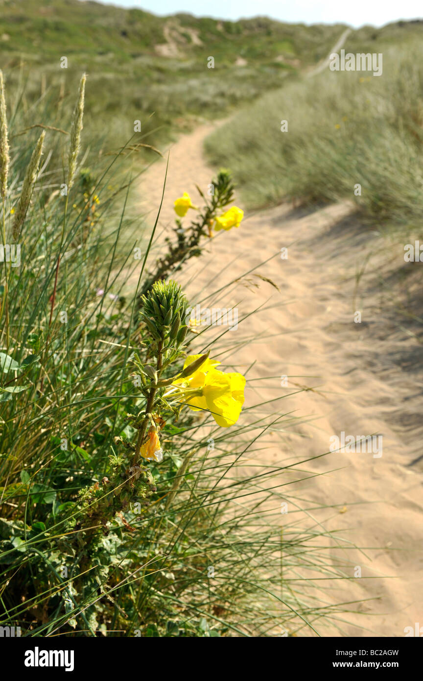 Fleurs Jaune Près De Dunes De Sable Sur La Côte Britannique