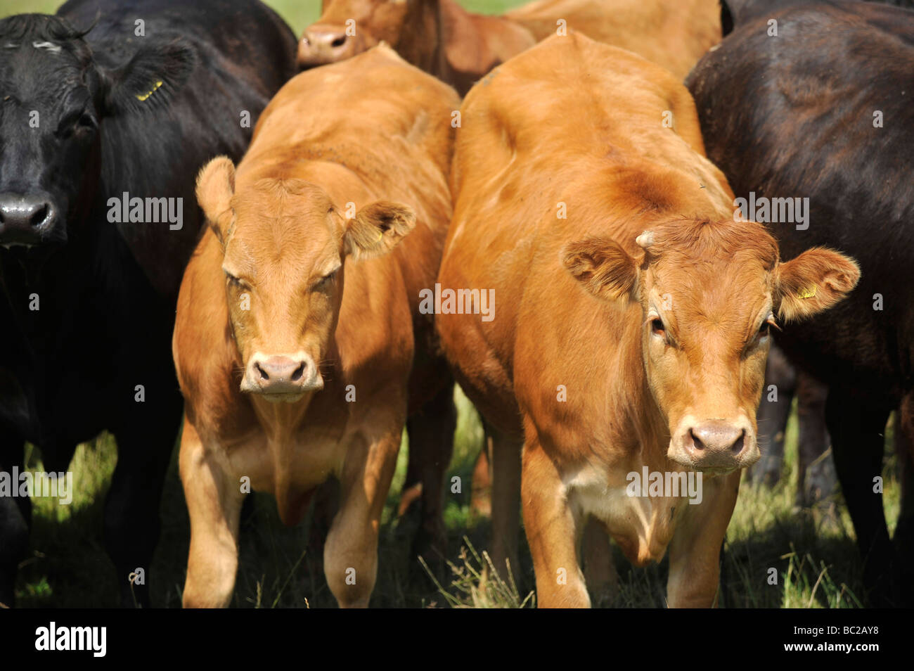 Les vaches paissent dans un domaine rural près de la côte dans le nord du Devon Banque D'Images