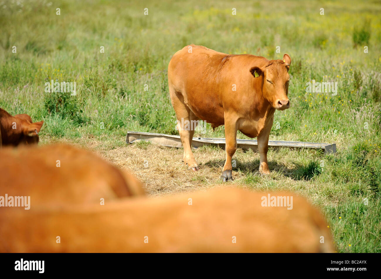 Les vaches paissent dans un domaine rural près de la côte dans le nord du Devon Banque D'Images
