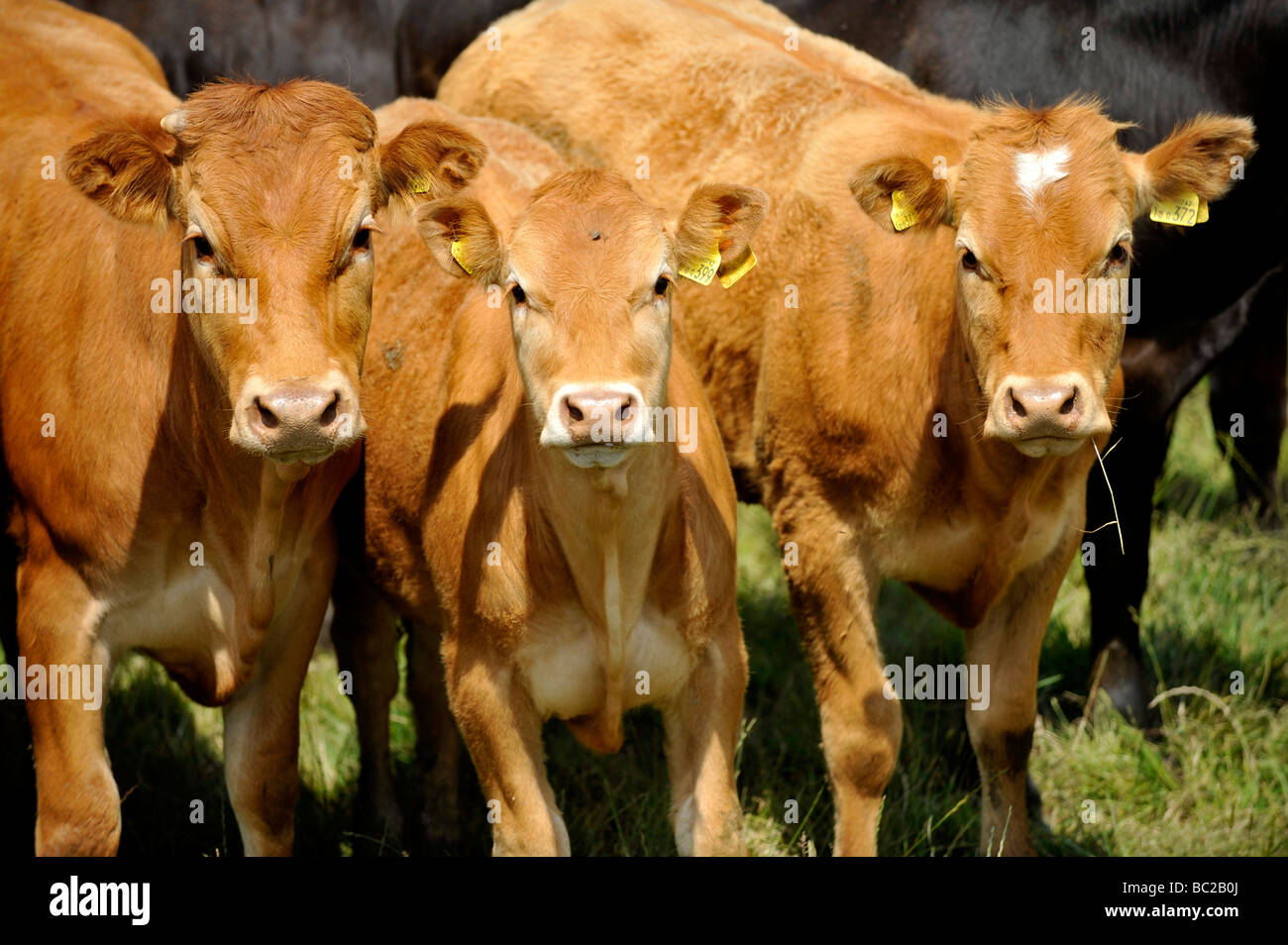 Les vaches paissent dans un domaine rural près de la côte dans le nord du Devon Banque D'Images