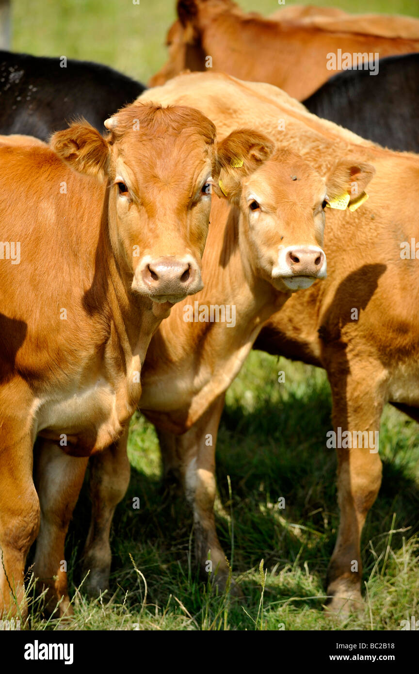 Les vaches paissent dans un domaine rural près de la côte dans le nord du Devon Banque D'Images