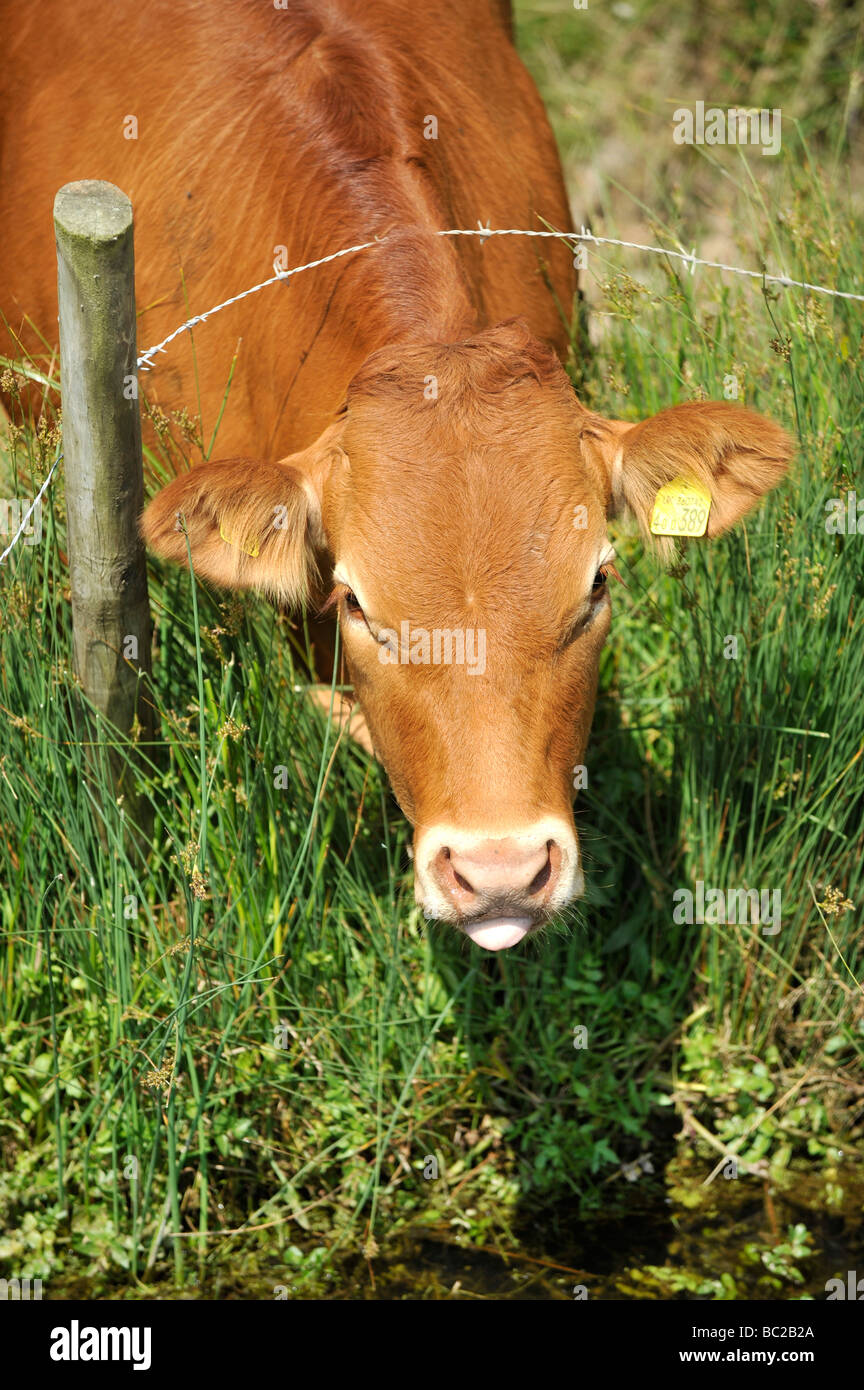 Les vaches paissent dans un domaine rural près de la côte dans le nord du Devon Banque D'Images