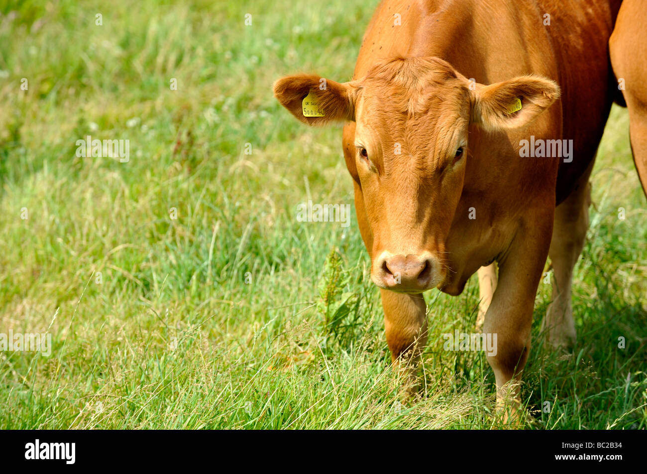 Les vaches paissent dans un domaine rural près de la côte dans le nord du Devon Banque D'Images