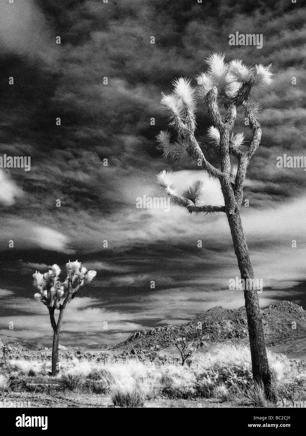 Joshua Trees infrarouge Banque D'Images