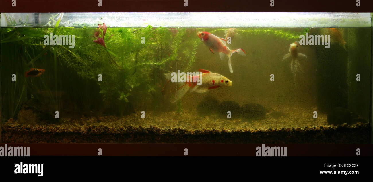 Coldwater sale fishtank variété de poisson rouge Banque D'Images