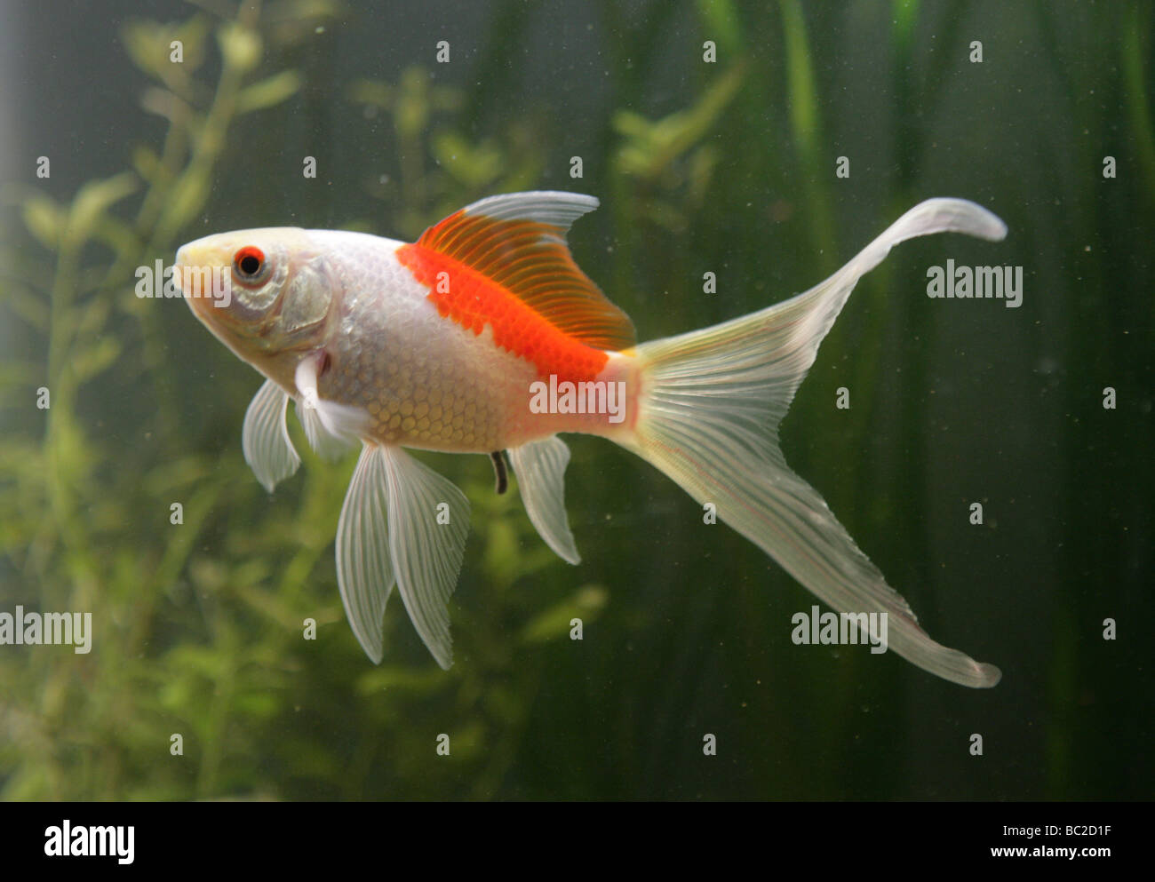 Saras goldfish comet fishtank portrait Banque D'Images