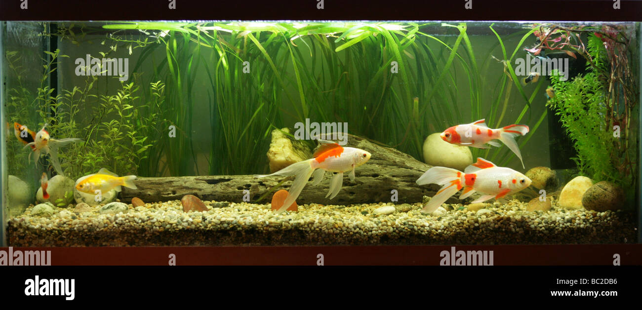 Variété de poisson rouge fishtank Coldwater Banque D'Images