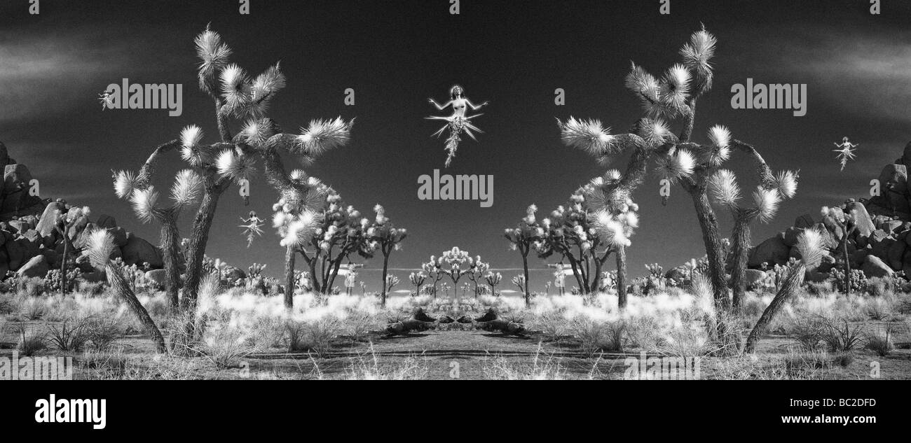 Joshua trees & fées infrarouge Banque D'Images