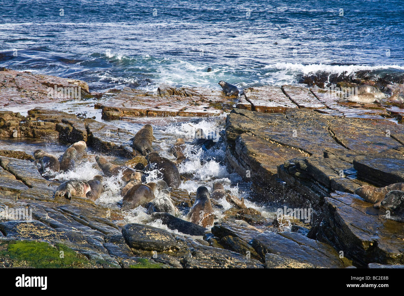 L'Atlantique dh UK Joint joints Atlantique lanching de rock entrant dans l'eau Nord Ronaldsay earless Banque D'Images