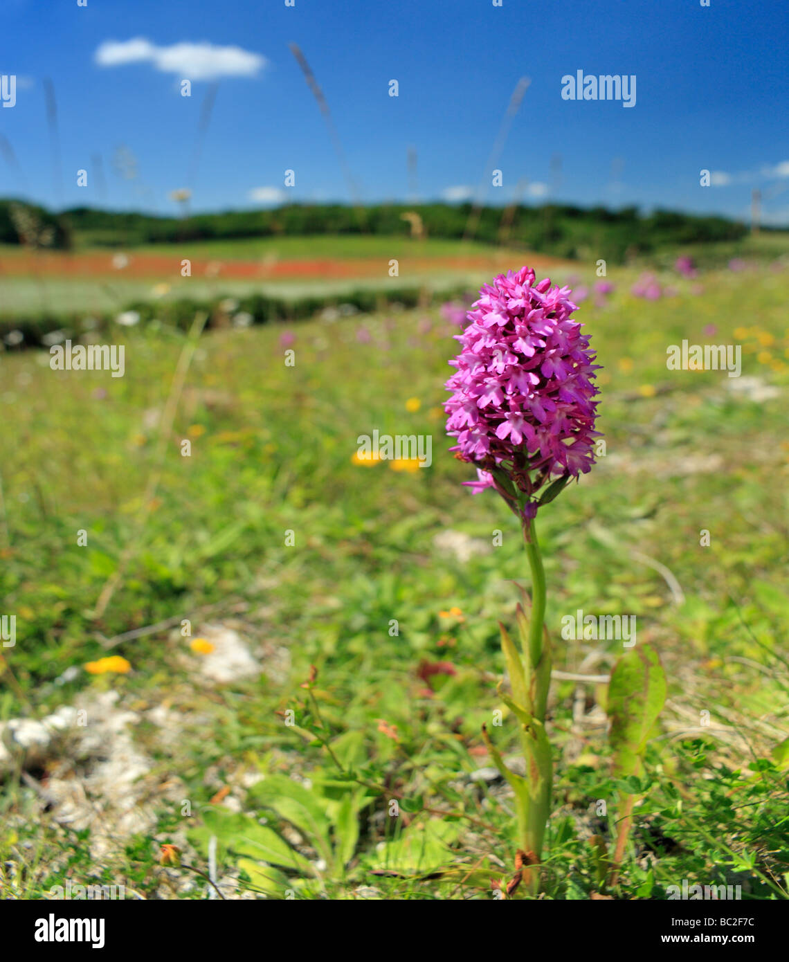 Anacamptis pyramidalis orchidée pyramidale. Biggin Hill, Bromley, Kent England UK Banque D'Images